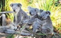 /album/www-animalisland-es/imagesca45bfjm-jpg/